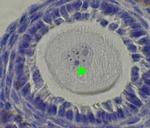 SCP3 Antibody in Immunohistochemistry (Paraffin) (IHC (P))
