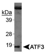ATF3 Antibody in Western Blot (WB)