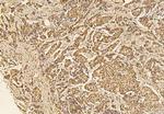 SGOL1 Antibody in Immunohistochemistry (Paraffin) (IHC (P))