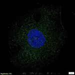 PPARGC1A Antibody in Immunocytochemistry (ICC/IF)