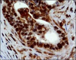 PPARGC1A Antibody in Immunohistochemistry (Paraffin) (IHC (P))