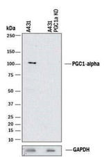 PPARGC1A Antibody in Western Blot (WB)