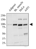 PPARGC1A Antibody in Western Blot (WB)