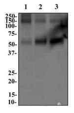 GLAST Antibody in Western Blot (WB)