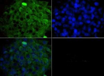 LAMTOR3 Polyclonal Antibody
