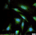 NBR1 Antibody in Immunocytochemistry (ICC/IF)