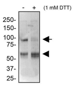 ATF6 Antibody in Western Blot (WB)