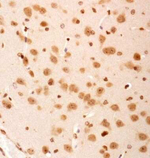 SERF2 Antibody in Immunohistochemistry (Paraffin) (IHC (P))