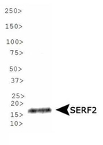 SERF2 Antibody in Western Blot (WB)