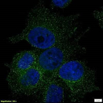 PIEZO1 Polyclonal Antibody