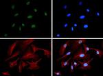 AKAP8 Antibody in Immunocytochemistry (ICC/IF)