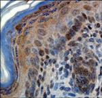 ZNF521 Antibody in Immunohistochemistry (Paraffin) (IHC (P))