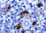 PLK5 Antibody in Immunohistochemistry (Paraffin) (IHC (P))