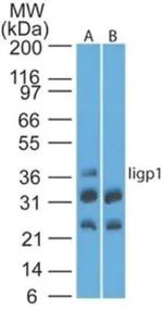 IIGP1 Polyclonal Antibody