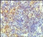 Torc2 Antibody in Immunohistochemistry (Paraffin) (IHC (P))
