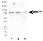 Torc2 Antibody in Western Blot (WB)
