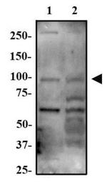 ARHGAP12 Antibody in Western Blot (WB)