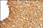OLFM4 Antibody in Immunohistochemistry (Paraffin) (IHC (P))
