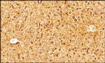 OLFM4 Antibody in Immunohistochemistry (Paraffin) (IHC (P))