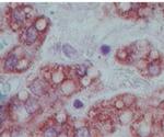 OLFM4 Antibody in Immunohistochemistry (Paraffin) (IHC (P))