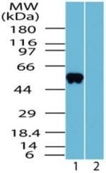OLFM4 Antibody in Western Blot (WB)