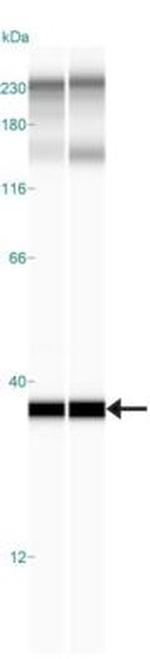 OLFM4 Antibody in Western Blot (WB)