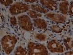 SLUG Antibody in Immunohistochemistry (Paraffin) (IHC (P))
