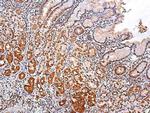 SLUG Antibody in Immunohistochemistry (Paraffin) (IHC (P))