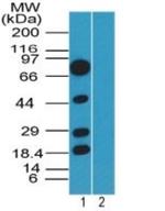 SOX1 Antibody in Western Blot (WB)