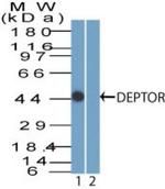 DEPDC6 Antibody in Western Blot (WB)