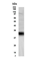 FHL5 Polyclonal Antibody