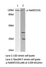 Phospho-NEK9 (Thr210) Polyclonal Antibody