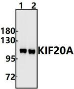 KIF20A Antibody in Western Blot (WB)