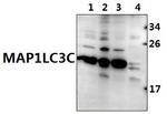 MAP1LC3C Polyclonal Antibody