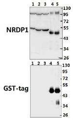 RNF41 Polyclonal Antibody