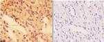 PTPRO Antibody in Immunohistochemistry (Paraffin) (IHC (P))