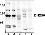 DHX36 Antibody in Western Blot (WB)