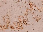 GANP Polyclonal Antibody