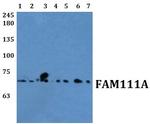 FAM111A Polyclonal Antibody