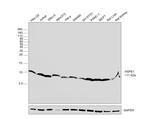 HSPE1 Antibody in Western Blot (WB)