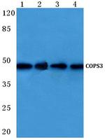 COPS3 Antibody in Western Blot (WB)