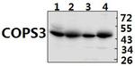 COPS3 Antibody in Western Blot (WB)