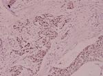 MCM5 Polyclonal Antibody