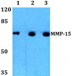 MMP15 Antibody in Western Blot (WB)