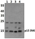 CDKN2B Antibody in Western Blot (WB)