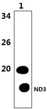 MT-ND3 Polyclonal Antibody