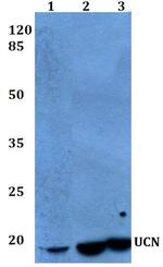 Urocortin Antibody in Western Blot (WB)