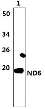 MT-ND6 Polyclonal Antibody