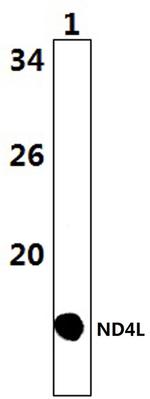 MT-ND4L Polyclonal Antibody