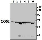 MTCO1 Polyclonal Antibody